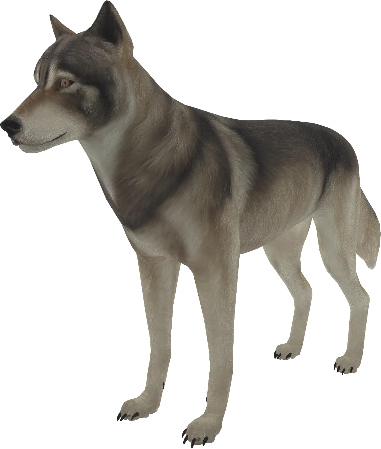 Grijze wolf in Nederland